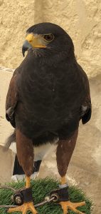 All who wander are not Lost girls